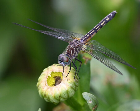 Dragonfly (Anisoptera) rests on a flower bud of a Daisy plant in a Michigan garden in early summer