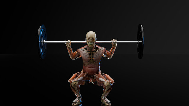 Barbell parallel Squat Exercise. Bodybuilding gym exercising, High Bar Olympic Squat, male workout on black background, Anatomical 3d render