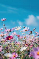 Purple And White Cosmos Flowers In A Field