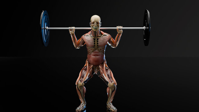 Barbell parallel Squat Exercise. Bodybuilding gym exercising, High Bar Olympic Squat, male workout on black background, Anatomical 3d render
