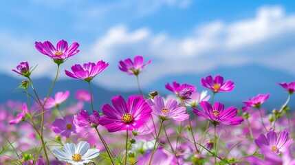Pink and White Cosmos Field