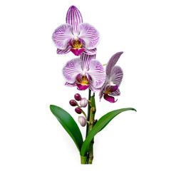 orchid transparent background © Edward.S