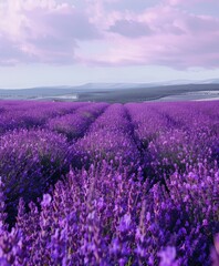 Fototapeta premium Lavender Field Under a Purple Sky