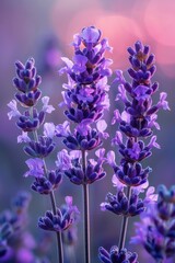 Obraz premium Lavender Flowers in Purple Sky