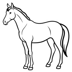 horse isolated on white background