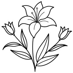 lily flower isolated on white