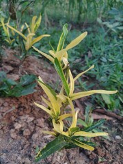 Obraz premium spring in the garden