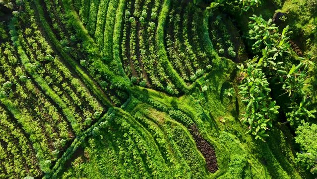 Agricultural landscape of Sidemen, in Karangasem Regency, Bali, Indonesia