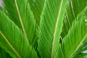 Obraz premium Close up of palm fronds.