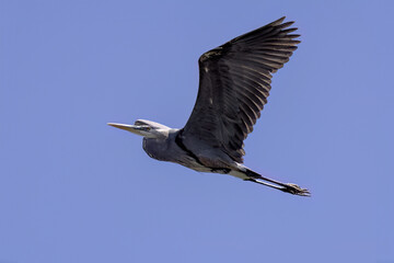 Great blue heron (Ardea herodias) in flight