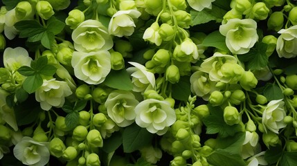 Bells of Ireland flowers composition. A close-up view of numerous green and white flowers with lush green leaves, creating a dense and vibrant floral pattern. Filled on full screen.