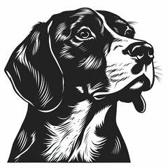 Fototapeta premium A black and white drawing of a beagle dog