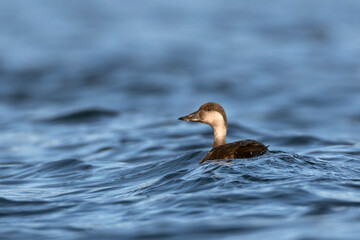 Black Scoter duck swimming