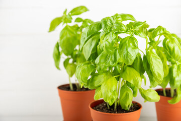 Fresh basil plant in a pot on a textured background. Fresh organic basil leaves. Spices. Vegan. Home gardening on kitchen. Home planting and food growing. basil plant Copy space.