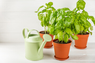 Fresh basil plant in a pot on a textured background. Fresh organic basil leaves. Spices. Vegan. Home gardening on kitchen. Home planting and food growing. basil plant Copy space.