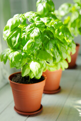 Fresh basil plant in a pot in the kitchen on a window background. Fresh organic basil leaves. Spices. Vegan. Home gardening on kitchen. Home planting and food growing. basil plant Copy space.