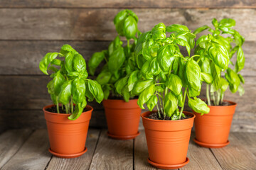Fresh basil plant in a pot on a textured background. Fresh organic basil leaves. Spices. Vegan. Home gardening on kitchen. Home planting and food growing. basil plant Copy space.