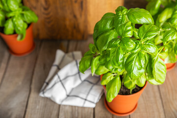 Fresh basil plant in a pot on a textured background. Fresh organic basil leaves. Spices. Vegan. Home gardening on kitchen. Home planting and food growing. basil plant Copy space.