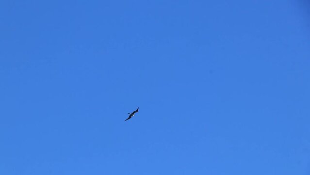 Fregat bird flock fly blue sky clouds background in Mexico.
