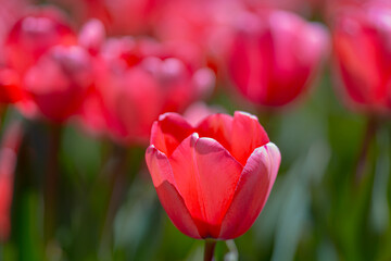 Red Tulip flower in tulip field at spring day. Colorful vivid pink tulips in the park. Spring landscape. Red tulip garden in spring. The Tulip. Beautiful bouquet of tulips in spring nature. Close up