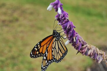butterfly on flower