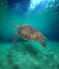 a sea turtle on a beach in the caribbean sea