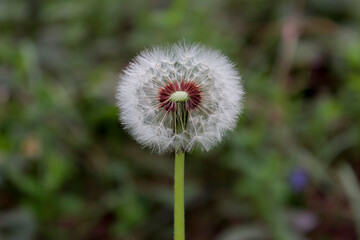 Taraxacum erythrospermum, known by the common name red-seeded dandelion