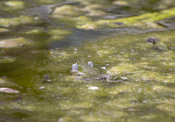 Seaweed, alga on top of water surface with frog,  natural abstract background.