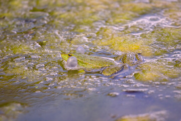 Seaweed, alga on top of water surface, natural abstract background.
