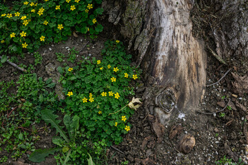 flowers on a tree