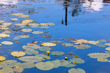 Water lilies leaves on top of blue water, abstract background