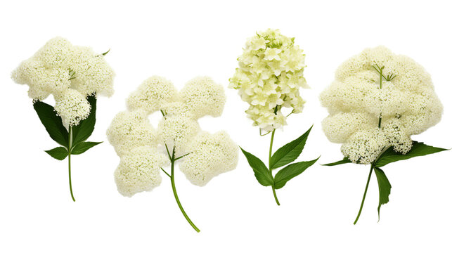 Fresh Elderberry (Sambucus nigra) Botanical Close-up on White Background, Ideal for Herbal Medicine, Antioxidant Skincare, and Culinary Nutrition Concept