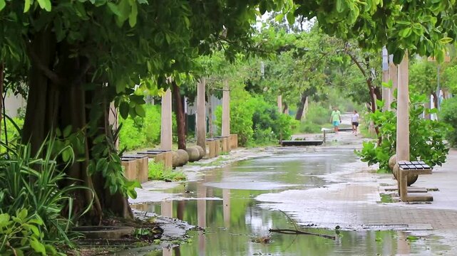 Hurricane 2021 Playa del Carmen Mexico destruction devastation broken trees.