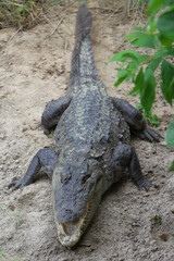 The mugger or marsh crocodile (Crocodylus palustris) at the sandy bank of a river in Chitwan National park
