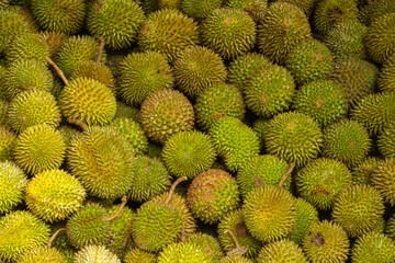Lots of spiky tropical durian fruit
