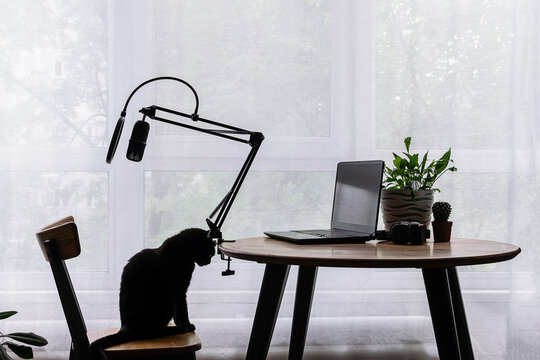 Poscast production concept. Workspace of blogger with studio microphone, laptop and funny black cat on the table near the window in sunny summer day.