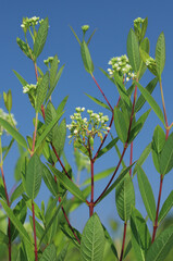 Hemp Dogbane (Apocynum cannabinum) growing in a sunny field.  This plant is similar to the closely related milkweed, and also produces a toxic, white sap. Native Americans made rope from its fibers.