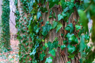 Ivy grows on a tree trunk in the woods