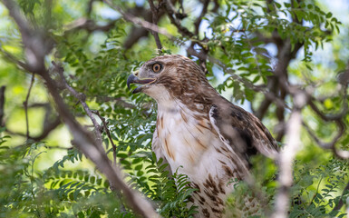 Closeup of a red-tailed hawk perched in a tree.