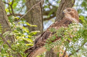 Closeup of a red-tailed hawk perched in a tree.