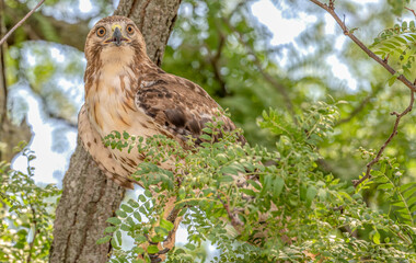 Closeup of a red-tailed hawk perched in a tree.