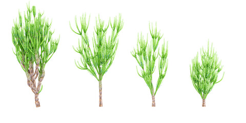 African milk Trees isolated on white background, tropical trees isolated used for architecture