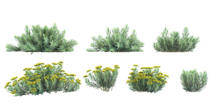 Gopher spurge Trees isolated on white background, tropical trees isolated used for design, advertising and architecture