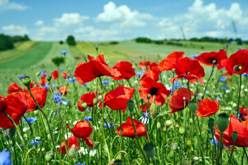 Colorful blue Crambes and poppies flowers on a sunny day in the meadow