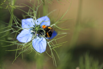 Bees on flowers