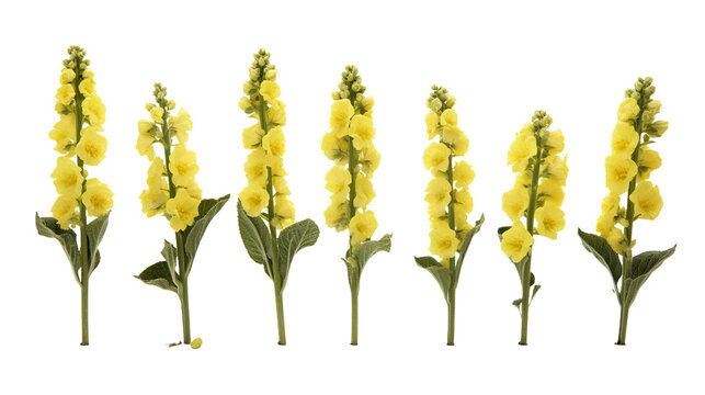 Verbascum Thapsus Herbal Plant Botanical Illustration on White Background for Natural Remedies and Traditional Medicine
