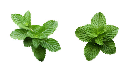 Fresh Green Peppermint Leaves Isolated on White Background, Herbal Ingredient for Culinary and Tea, Macro Shot of Aromatic Herb, Natural and Organic Concept for Health and Wellness