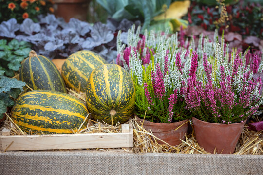 Pumpkins in a wooden box and heather in pots. Autumn composition.