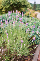 Obraz premium Beautiful lavender flowers, close up of purple lavender flowers blooming. Landscape design. Selective focus. Vertical photo