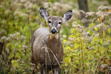 White-tailed deer curiously watching the photographer's every move in late October in the woods near Hartford, Wisconsin